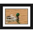 thumbnail image 1 of Illg, Cathy and Gordon 24x17 Black Ornate Wood Framed with Double Matting Museum Art Print Titled - USA, New Mexico Male mallard duck in water, 1 of 4