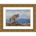 thumbnail image 1 of Illg, Cathy and Gordon 24x17 Gold Ornate Wood Framed with Double Matting Museum Art Print Titled - CO, Mt Evans Mountain goat stands against sky, 1 of 4