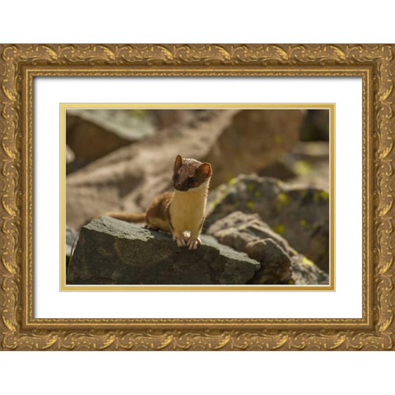 Illg, Cathy and Gordon 24x17 Gold Ornate Wood Framed with Double Matting Museum Art Print Titled - Colorado, San Juan Mts, Short-tailed weasel