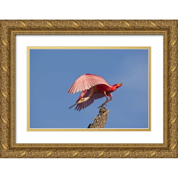 Illg, Cathy and Gordon 24x17 Gold Ornate Wood Framed with Double Matting Museum Art Print Titled - FL, Anastasia Isl Roseate spoonbill taking off