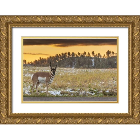 Illg, Cathy and Gordon 24x17 Gold Ornate Wood Framed with Double Matting Museum Art Print Titled - South Dakota, Custer SP Pronghorn at sunrise