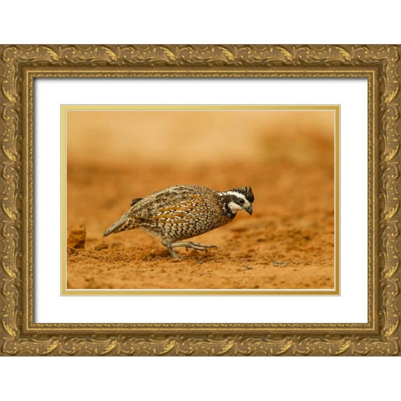 Illg, Cathy and Gordon 24x17 Gold Ornate Wood Framed with Double Matting Museum Art Print Titled - Texas, Hidalgo Co Male bobwhite scratching dirt
