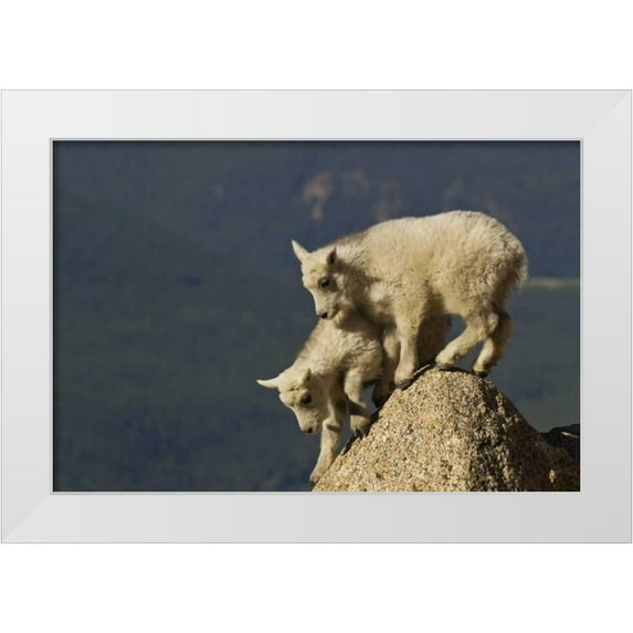 Illg, Cathy and Gordon 24x17 White Modern Wood Framed Museum Art Print Titled - CO, Mount Evans Mountain goat kids climbing