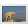 thumbnail image 1 of Illg, Cathy and Gordon 24x17 White Modern Wood Framed Museum Art Print Titled - CO, Mount Evans Side view of mountain goat kid, 1 of 4