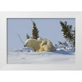 thumbnail image 1 of Illg, Cathy and Gordon 24x17 White Modern Wood Framed Museum Art Print Titled - Canada, Wapusk NP Polar bear cub on mother, 1 of 4