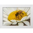 thumbnail image 1 of Illg, Cathy and Gordon 24x17 White Modern Wood Framed Museum Art Print Titled - Colorado, Jefferson Co Honey bee on daisy, 1 of 4