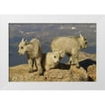 thumbnail image 1 of Illg, Cathy and Gordon 24x17 White Modern Wood Framed Museum Art Print Titled - Colorado, Mount Evans Three mountain goat kids, 1 of 4