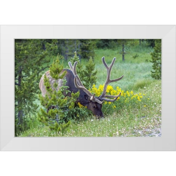 Illg, Cathy and Gordon 24x17 White Modern Wood Framed Museum Art Print Titled - Colorado, Rocky Mountain NP Bull elk grazing