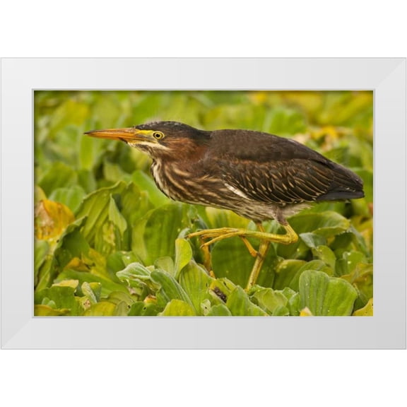 Illg, Cathy and Gordon 24x17 White Modern Wood Framed Museum Art Print Titled - Florida, Palm Beach County Juvenile green heron