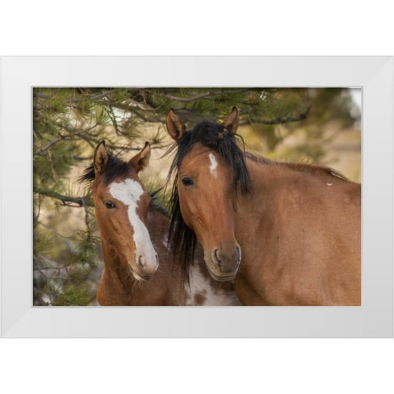 Illg, Cathy and Gordon 24x17 White Modern Wood Framed Museum Art Print Titled - SD Portrait of wild horse mare and colt