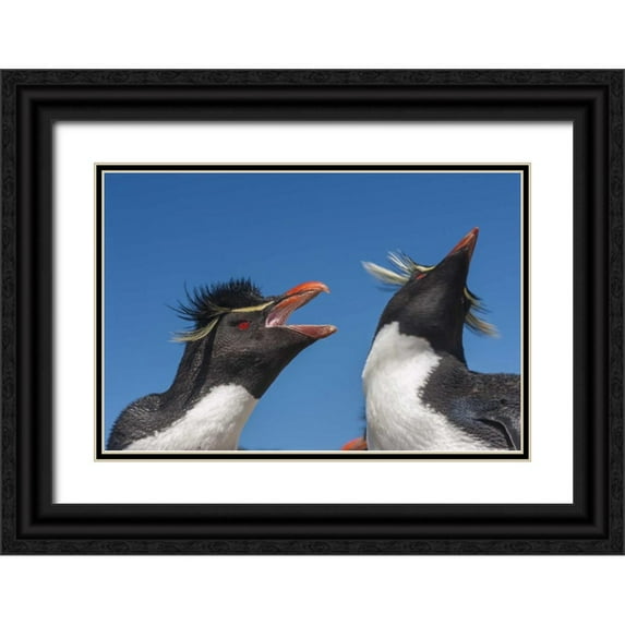 Illg, Cathy and Gordon 32x23 Black Ornate Wood Framed with Double Matting Museum Art Print Titled - Bleaker Island Rockhopper penguins greeting