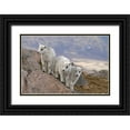 thumbnail image 1 of Illg, Cathy and Gordon 32x23 Black Ornate Wood Framed with Double Matting Museum Art Print Titled - CO, Mt Evans Three mountain goat kids on rock, 1 of 4