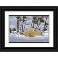 thumbnail image 1 of Illg, Cathy and Gordon 32x23 Black Ornate Wood Framed with Double Matting Museum Art Print Titled - Canada, Manitoba, Wapusk NP Polar bear cub yawns, 1 of 4