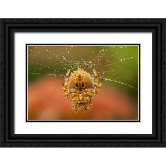 Illg, Cathy and Gordon 32x23 Black Ornate Wood Framed with Double Matting Museum Art Print Titled - Colorado, Jefferson Co Orb-weaver spider on web