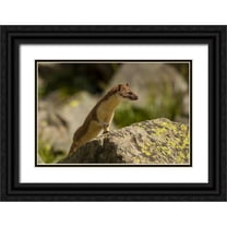 Illg, Cathy and Gordon 32x23 Black Ornate Wood Framed with Double Matting Museum Art Print Titled - Colorado, San Juan Mts, Short-tailed weasel