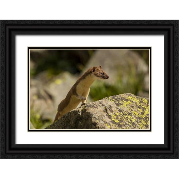 Illg, Cathy and Gordon 32x23 Black Ornate Wood Framed with Double Matting Museum Art Print Titled - Colorado, San Juan Mts, Short-tailed weasel