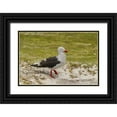 thumbnail image 1 of Illg, Cathy and Gordon 32x23 Black Ornate Wood Framed with Double Matting Museum Art Print Titled - East Falkland, Volunteer Point Dolphin gull, 1 of 4