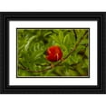 thumbnail image 1 of Illg, Cathy and Gordon 32x23 Black Ornate Wood Framed with Double Matting Museum Art Print Titled - HI, Hakalau Forest Iiwi bird on ohia tree limb, 1 of 4