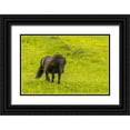 thumbnail image 1 of Illg, Cathy and Gordon 32x23 Black Ornate Wood Framed with Double Matting Museum Art Print Titled - Scotland, Shetland Islands Shetland pony, 1 of 4