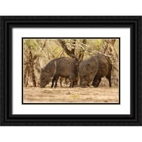 Illg, Cathy and Gordon 32x23 Black Ornate Wood Framed with Double Matting Museum Art Print Titled - TX, Hidalgo Co Javelinas or collared peccaries