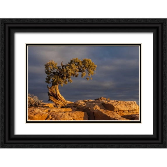 Illg, Cathy and Gordon 32x23 Black Ornate Wood Framed with Double Matting Museum Art Print Titled - Utah, Dead Horse Point Sunrise on juniper tree