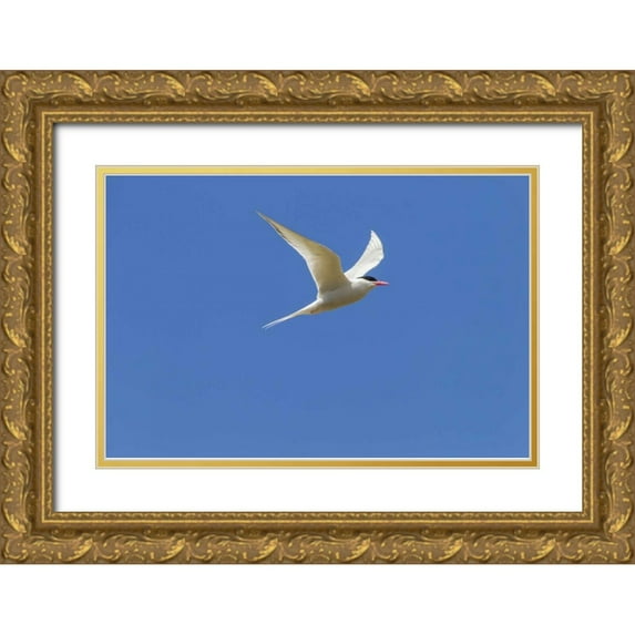 Illg, Cathy and Gordon 32x23 Gold Ornate Wood Framed with Double Matting Museum Art Print Titled - Bleaker Island South American tern in flight