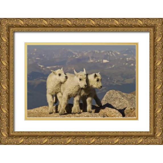 Illg, Cathy and Gordon 32x23 Gold Ornate Wood Framed with Double Matting Museum Art Print Titled - Colorado, Mount Evans Three mountain goat kids