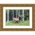 thumbnail image 1 of Illg, Cathy and Gordon 32x23 Gold Ornate Wood Framed with Double Matting Museum Art Print Titled - Colorado, Rocky Mountain NP Bull elk in forest, 1 of 4