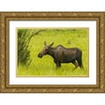 thumbnail image 1 of Illg, Cathy and Gordon 32x23 Gold Ornate Wood Framed with Double Matting Museum Art Print Titled - Colorado, Rocky Mts, moose cow standing in grass, 1 of 4