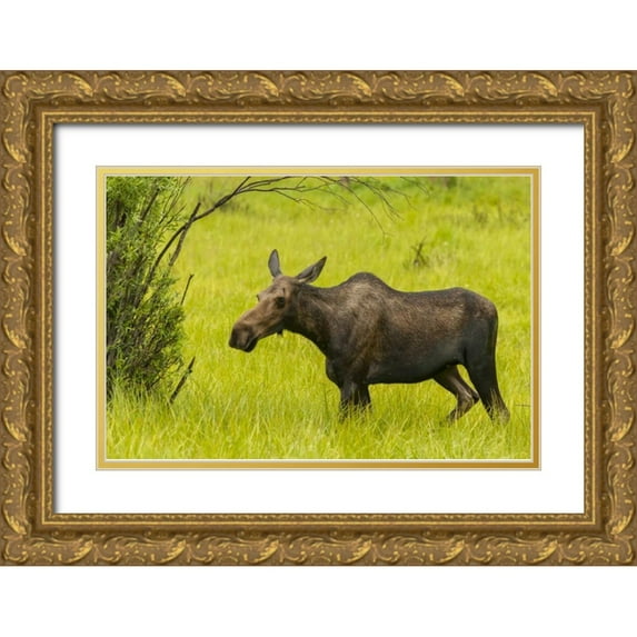 Illg, Cathy and Gordon 32x23 Gold Ornate Wood Framed with Double Matting Museum Art Print Titled - Colorado, Rocky Mts, moose cow standing in grass
