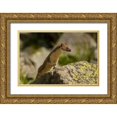 thumbnail image 1 of Illg, Cathy and Gordon 32x23 Gold Ornate Wood Framed with Double Matting Museum Art Print Titled - Colorado, San Juan Mts, Short-tailed weasel, 1 of 4