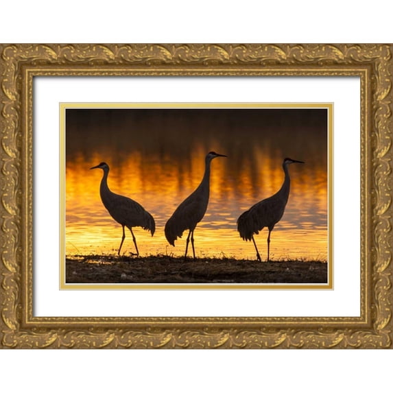Illg, Cathy and Gordon 32x23 Gold Ornate Wood Framed with Double Matting Museum Art Print Titled - New Mexico, Bosque Del Apache Sandhill cranes