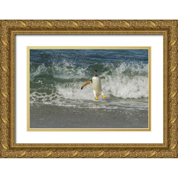 Illg, Cathy and Gordon 32x23 Gold Ornate Wood Framed with Double Matting Museum Art Print Titled - Sea Lion Island Gentoo penguin surfing on shore