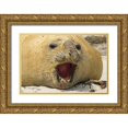 thumbnail image 1 of Illg, Cathy and Gordon 32x23 Gold Ornate Wood Framed with Double Matting Museum Art Print Titled - Sea Lion Island Southern elephant seal, 1 of 4