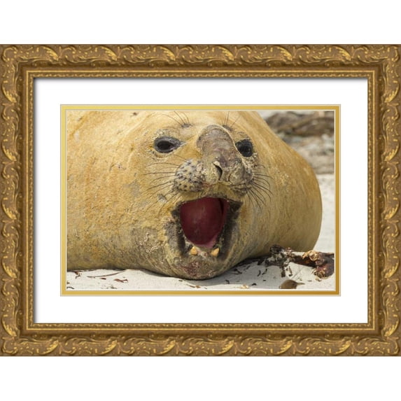 Illg, Cathy and Gordon 32x23 Gold Ornate Wood Framed with Double Matting Museum Art Print Titled - Sea Lion Island Southern elephant seal