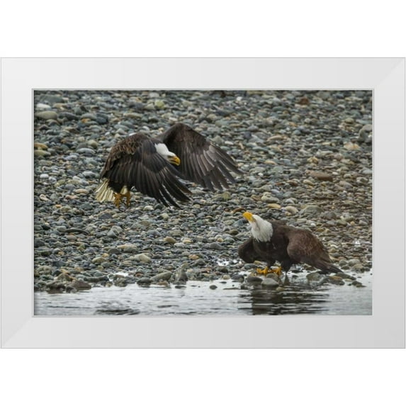 Illg, Cathy and Gordon 32x23 White Modern Wood Framed Museum Art Print Titled - AK, Chilkat Bald eagle fight for fish