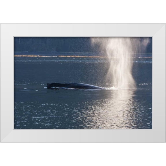 Illg, Cathy and Gordon 32x23 White Modern Wood Framed Museum Art Print Titled - AK, Tongass NF Humpback whale spouting