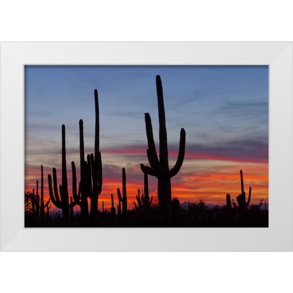 Illg, Cathy and Gordon 32x23 White Modern Wood Framed Museum Art Print Titled - AZ, Sonoran Desert Saguaro cacti and sunset