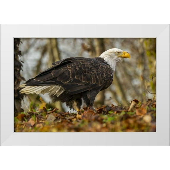 Illg, Cathy and Gordon 32x23 White Modern Wood Framed Museum Art Print Titled - Alaska, Chilkat Preserve Bald eagle on ground