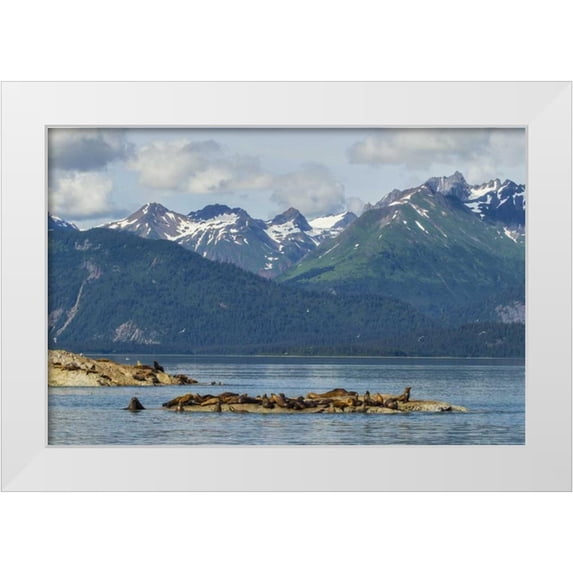 Illg, Cathy and Gordon 32x23 White Modern Wood Framed Museum Art Print Titled - Alaska, Glacier Bay NP Stellars sea lions