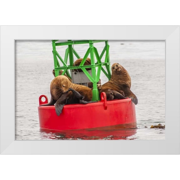Illg, Cathy and Gordon 32x23 White Modern Wood Framed Museum Art Print Titled - Alaska, Tongass NF Sea lions resting on a buoy