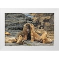 thumbnail image 1 of Illg, Cathy and Gordon 32x23 White Modern Wood Framed Museum Art Print Titled - Bleaker Island Southern sea lions near water, 1 of 4