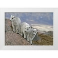 thumbnail image 1 of Illg, Cathy and Gordon 32x23 White Modern Wood Framed Museum Art Print Titled - CO, Mount Evans Mountain goat kids playing, 1 of 4