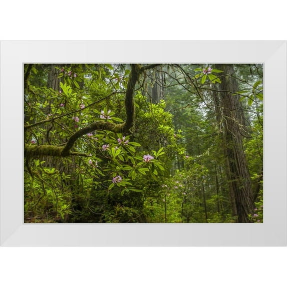 Illg, Cathy and Gordon 32x23 White Modern Wood Framed Museum Art Print Titled - California, Redwoods NP Rhododendrons in forest
