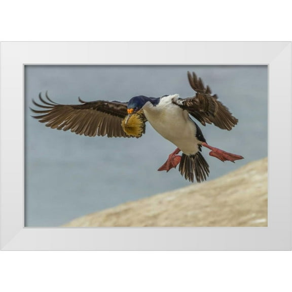 Illg, Cathy and Gordon 32x23 White Modern Wood Framed Museum Art Print Titled - Carcass Island Imperial shag with nest material