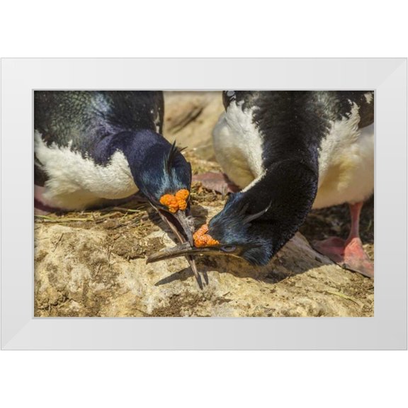 Illg, Cathy and Gordon 32x23 White Modern Wood Framed Museum Art Print Titled - Carcass Island Imperial shags in conflict