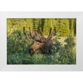 thumbnail image 1 of Illg, Cathy and Gordon 32x23 White Modern Wood Framed Museum Art Print Titled - Colorado, Brainard Lake Moose in velvet antlers, 1 of 4