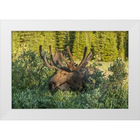 Illg, Cathy and Gordon 32x23 White Modern Wood Framed Museum Art Print Titled - Colorado, Brainard Lake Moose in velvet antlers
