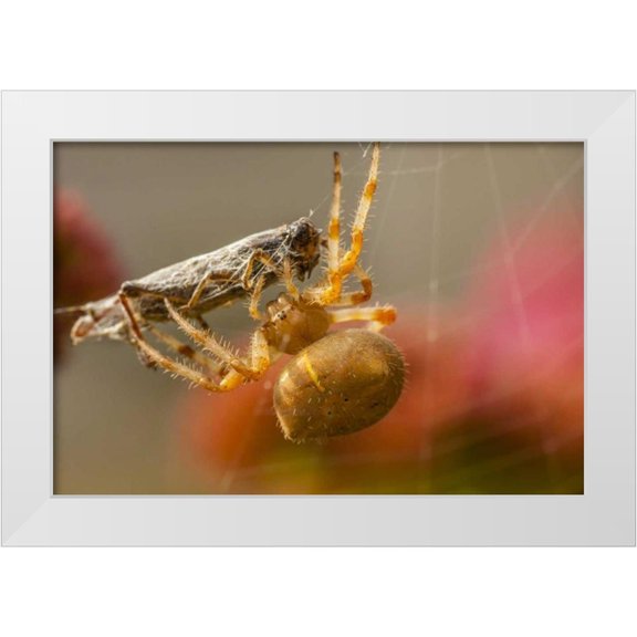 Illg, Cathy and Gordon 32x23 White Modern Wood Framed Museum Art Print Titled - Colorado, Jefferson Co Orb-weaver spider