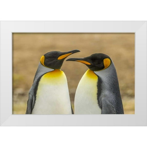 Illg, Cathy and Gordon 32x23 White Modern Wood Framed Museum Art Print Titled - East Falkland Pair of king penguins